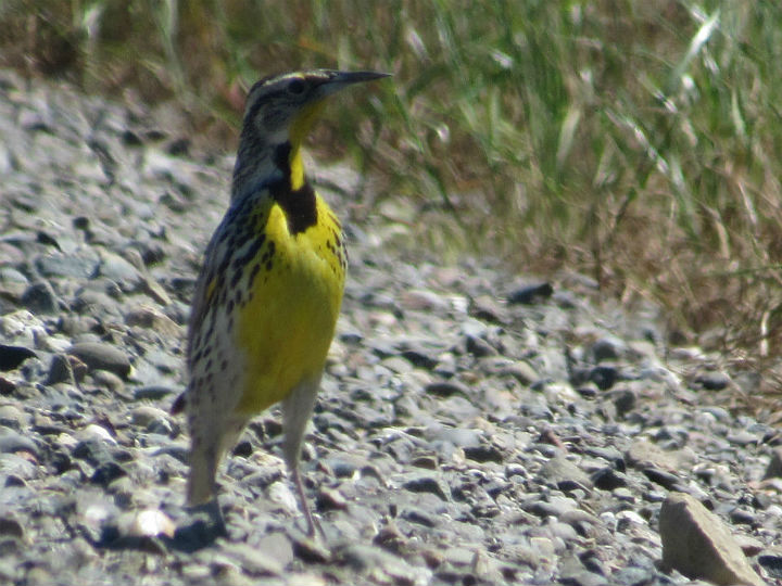 Western Meadowlark